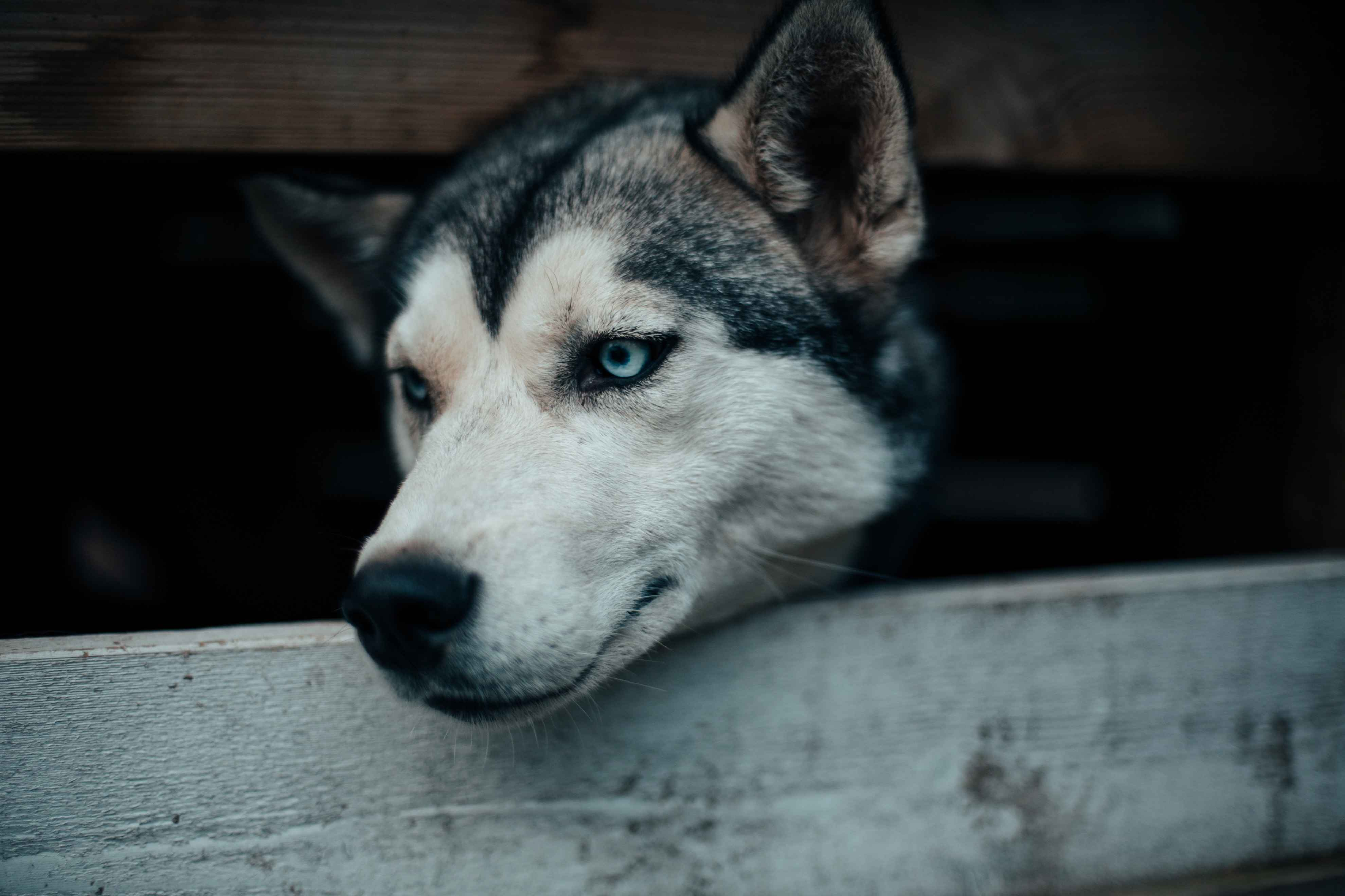 Alaskan Malamute Puppies: Shedding Secrets Unveiled